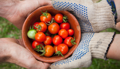 TOMATES