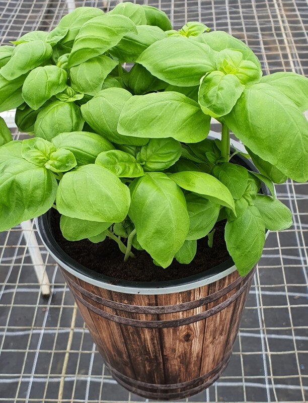 Basilic (gros pot)