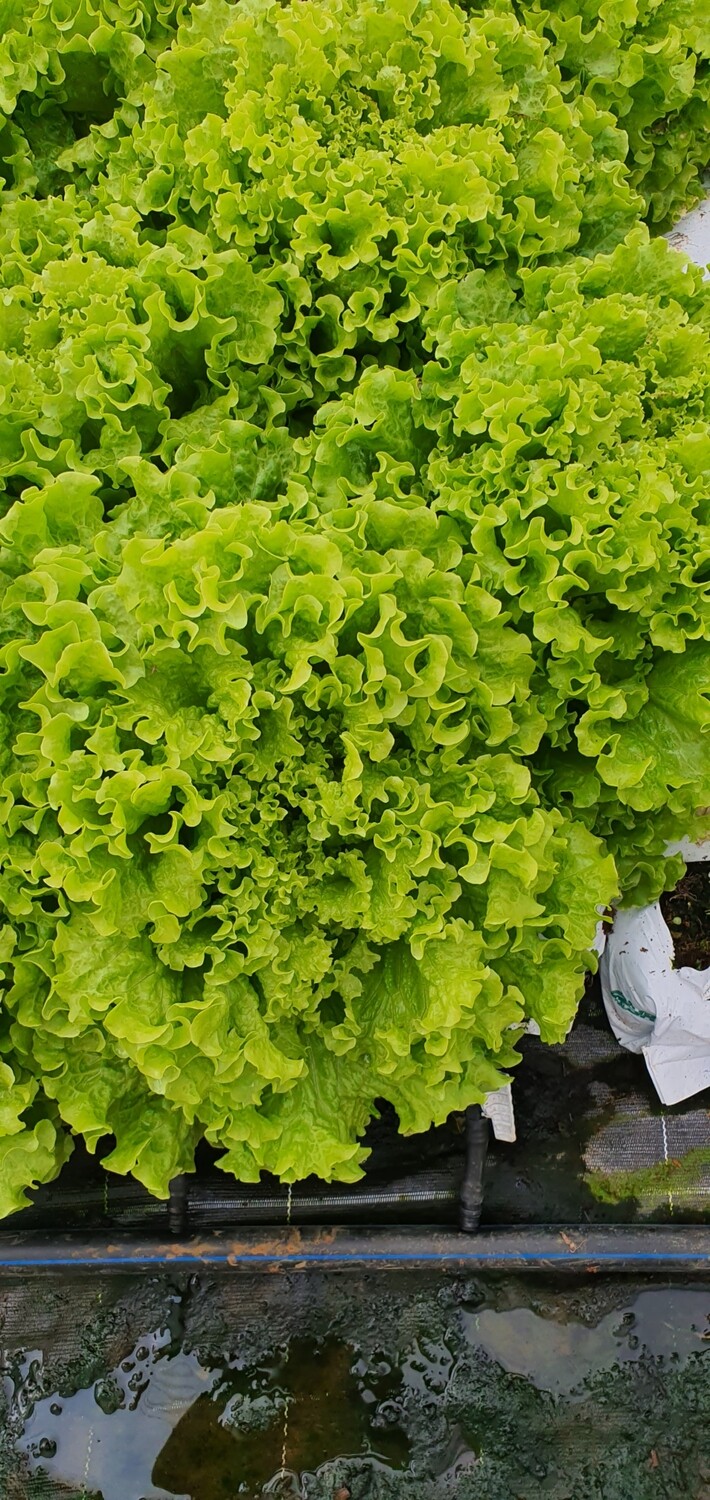 Laitue Batavia zéro pesticide