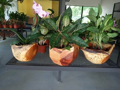 wooden rustic flowers pots in cocobolo,teka, large size 27 cm x 27 cm
different models 3 sizes