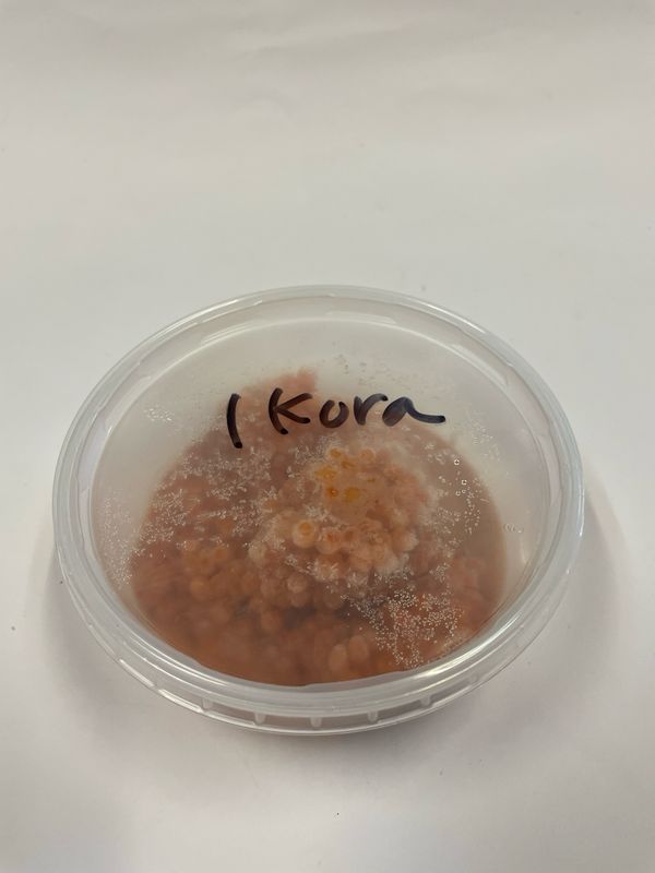 Ikura - Salmon Caviar