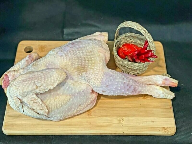 014 -- GALLINA SEMI