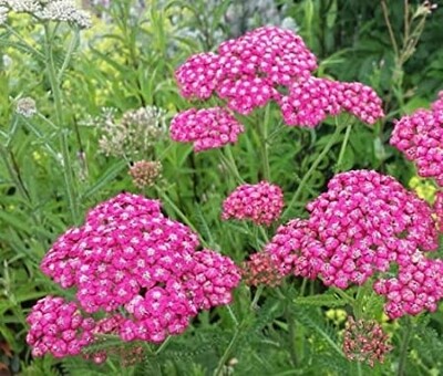 Achillea m. &#39;Cerise Queen&#39; 1 gallon