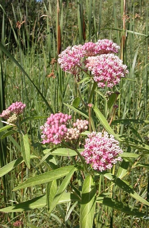 Asclepias i.(Swamp Milkweed)