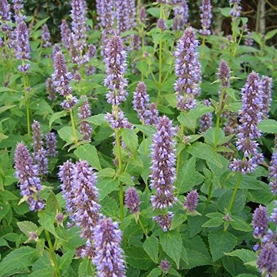 Agastache (Anise Hyssop) 
