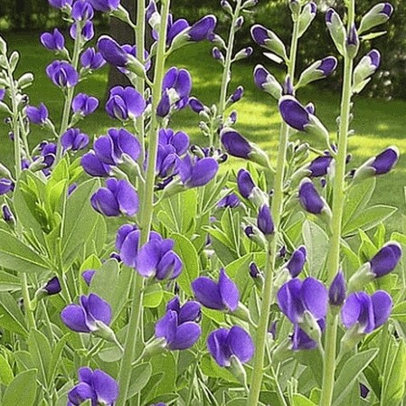 Baptisia a. (Blue False Indigo 