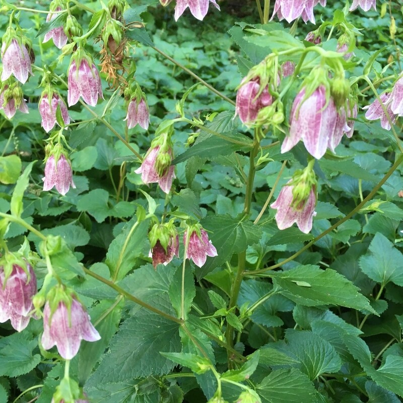Campanula t. (Korean Bellflower)