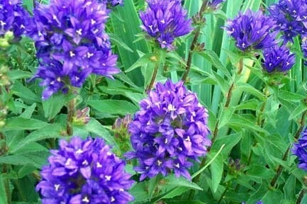 Campanula g.(Clustered Bellflower)