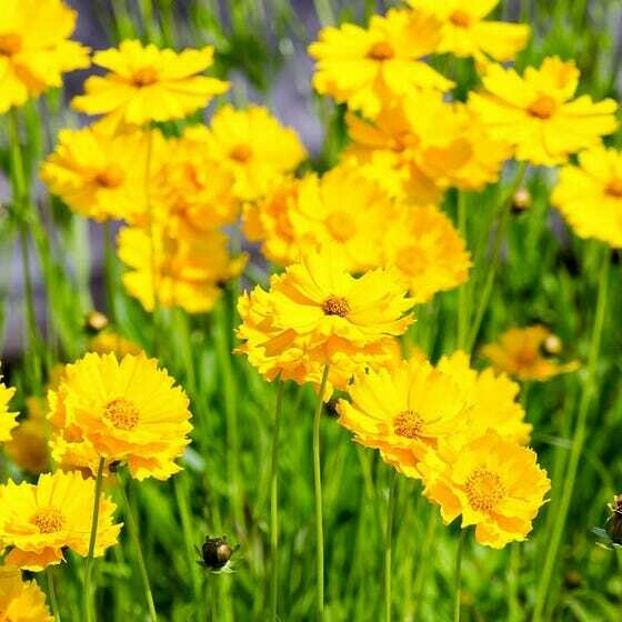 Coreopsis lanceolata (Lance Leafed Coreopsis)