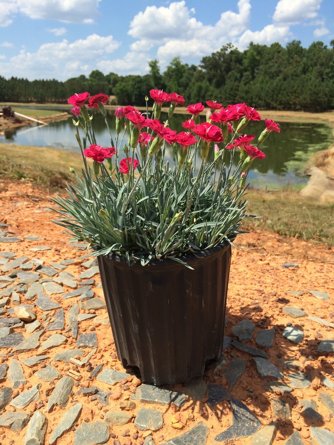 Dianthus &#39;Frosty Fire&#39; 