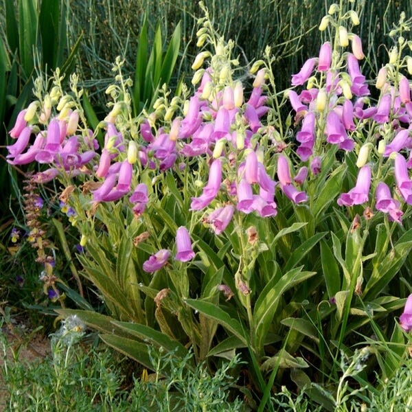 Digitalis thapsii &#39;Spanish Peaks 