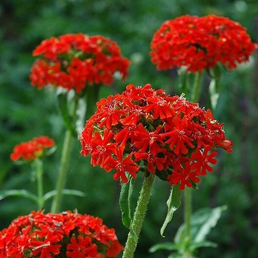 Lychnis Chalcedonica (Maltese Cross) 