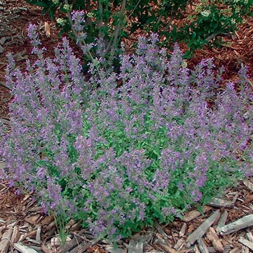 Nepeta &#39;Little Trudy&quot; 