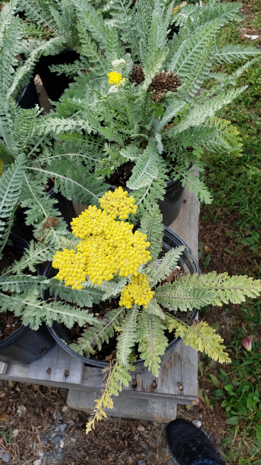 Achillea &#39;Moonshine&#39;