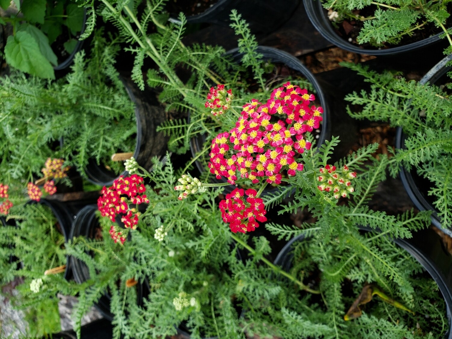 Achillea m. &#39;paprika&#39; 