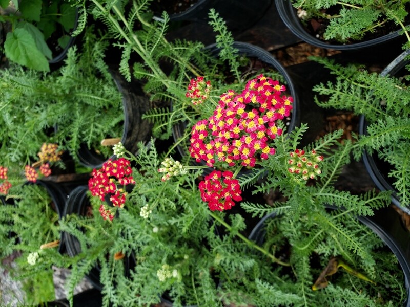 Achillea m. &#39;Paprika&#39; 