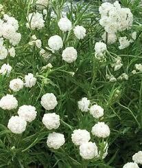 Achillea ptarmica &#39;The Pearl&#39;
