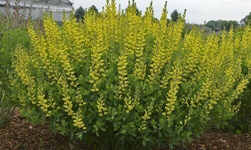 Baptisia Yellow Baptisia Yellow