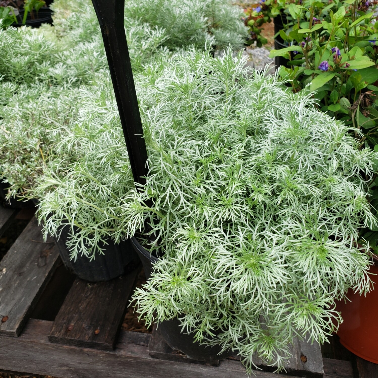 Artemisia s. (Silver Mound)
