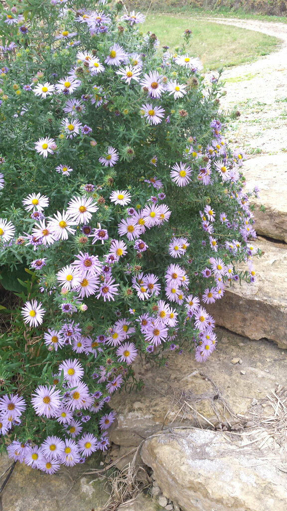 Aster laeve (Smooth Aster)