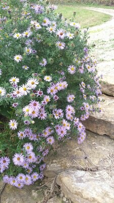 Aster laeve (Smooth Aster)