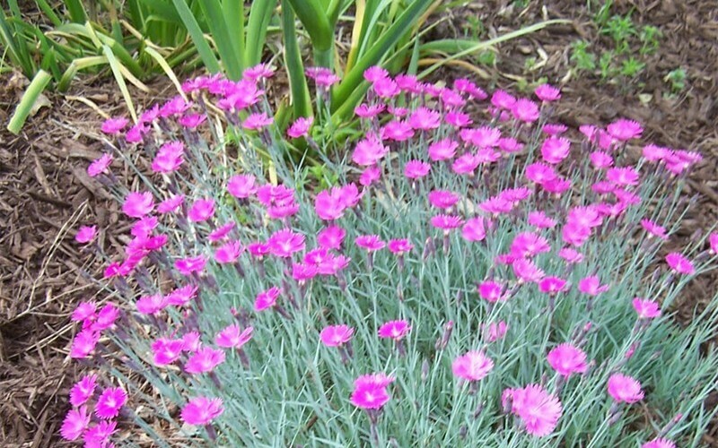 Dianthus &#39;Firewitch&#39; 