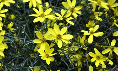 Coreopsis v. 'Moonbeam Coreopsis v. 'Moonbeam
