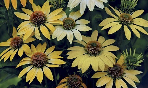 ECHINACEA &#39;Mellow Yellows&#39; 