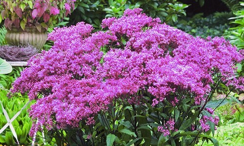 Eupatorium &#39;Joe Pye&#39; COMNG SOON