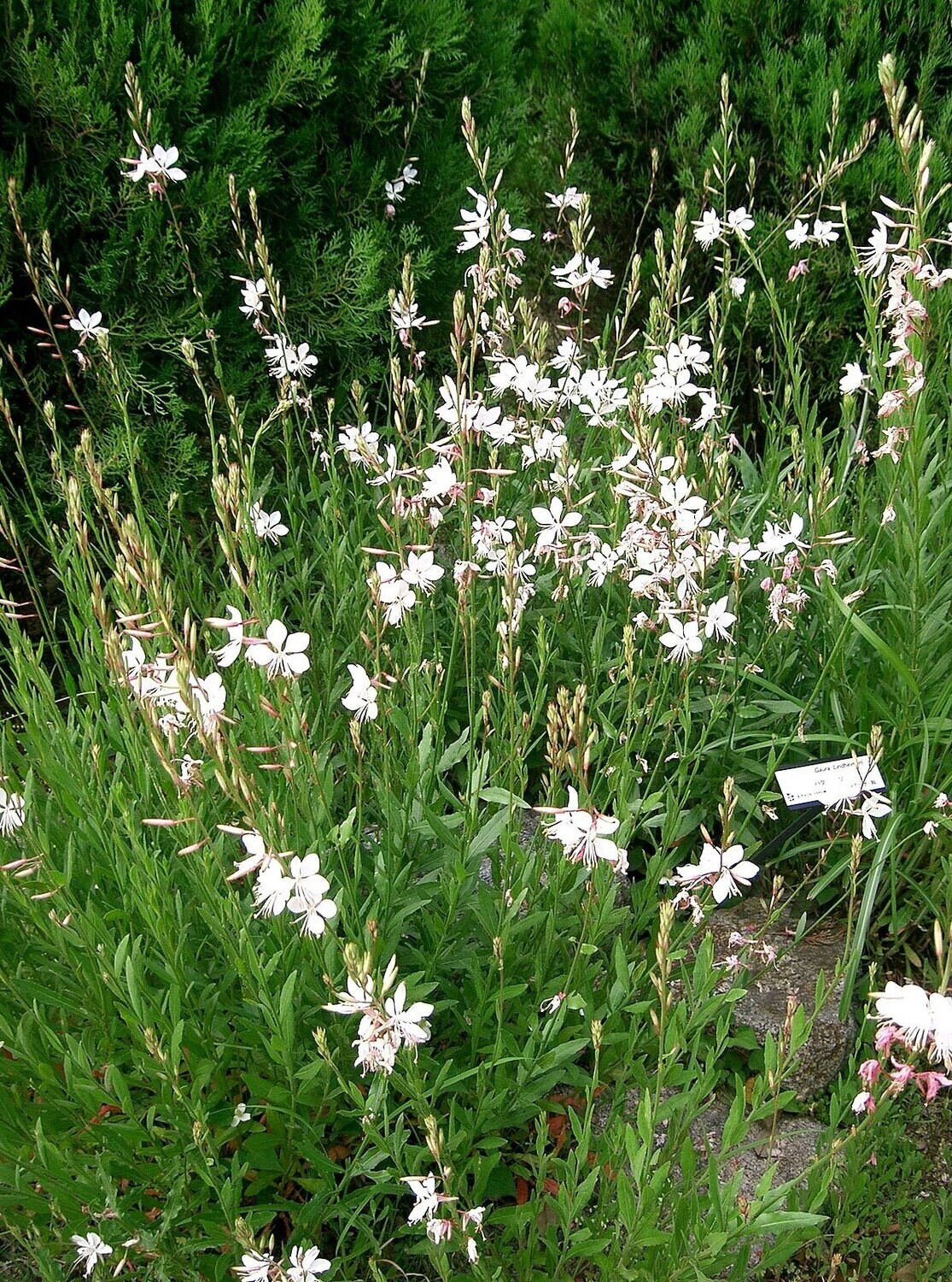 Gaura l. (Whirling Butterflies)