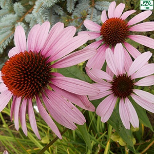 Echinacea &#39;Magnus&#39; 