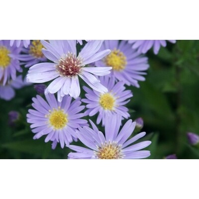 Aster 'Woods Pink' 