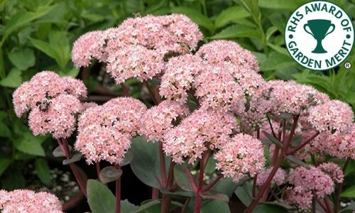 Sedum 'Matrona' Sedum 'Matrona'