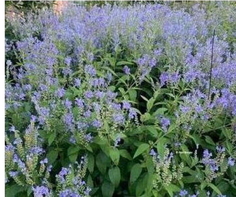 Scutellaria incana (Skull Cap)