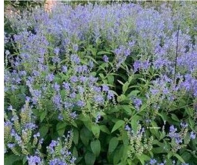 Scutellaria incana (Skull Cap) Scutellaria incana (Skull Cap)