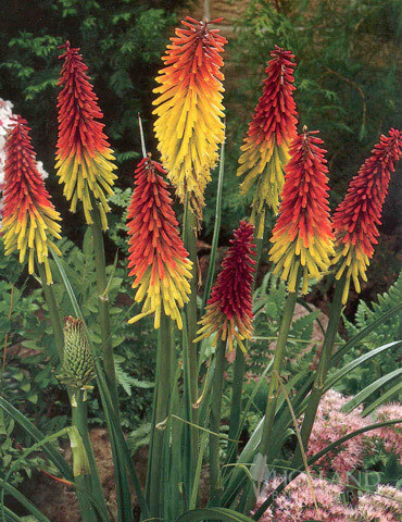 Red Hot Poker (Kniphofia)COMING