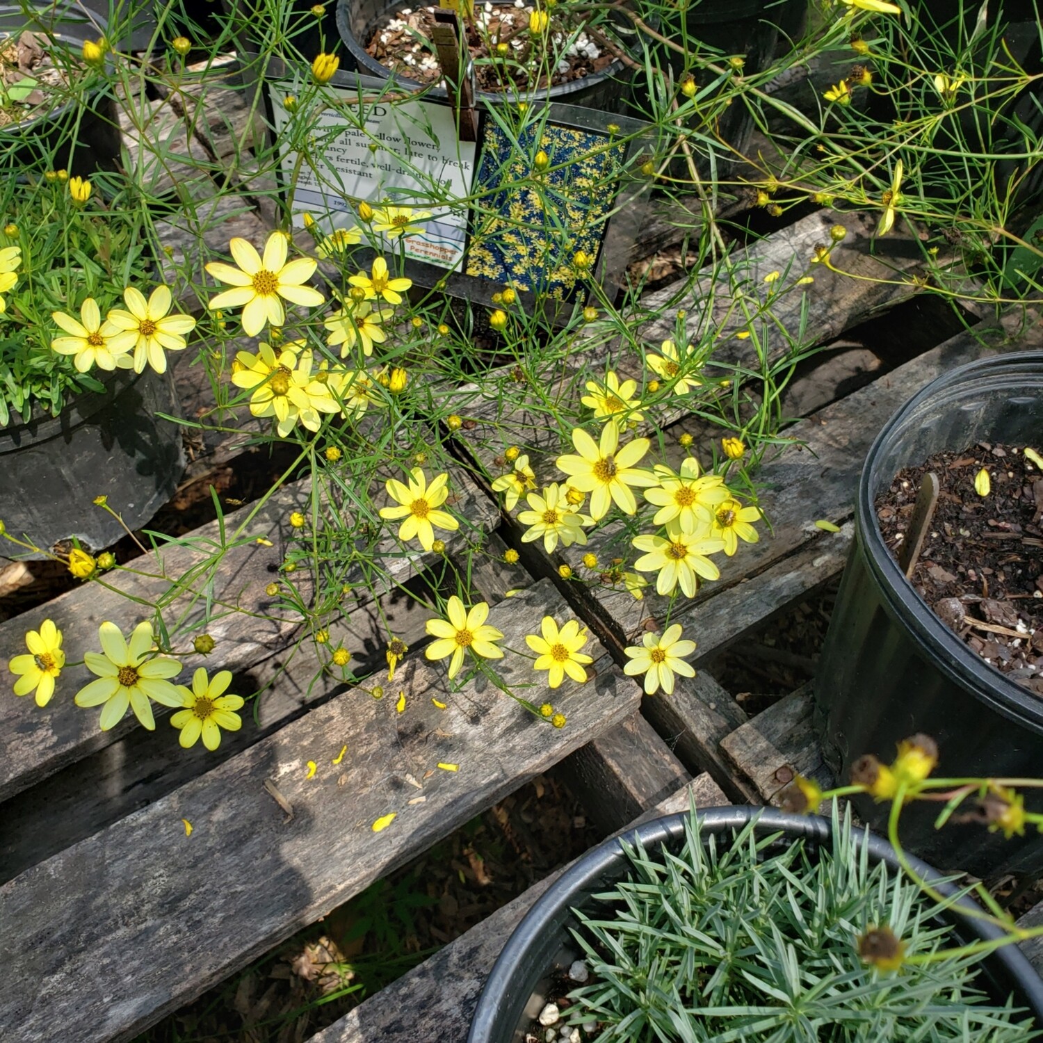 Coreopsis &#39;Moonbeam&#39; 