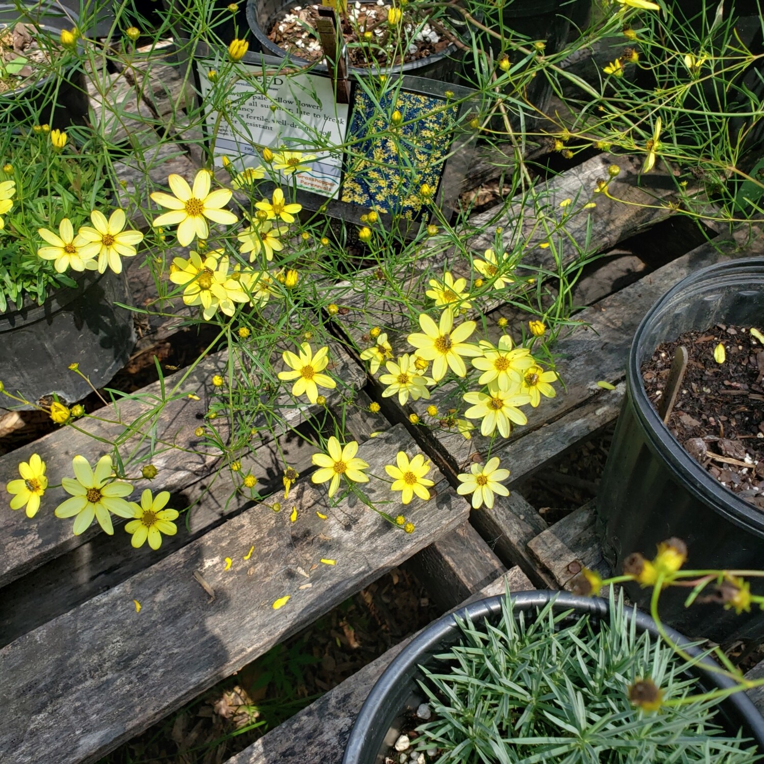 Coreopsis &#39;Moonbeam&#39; 