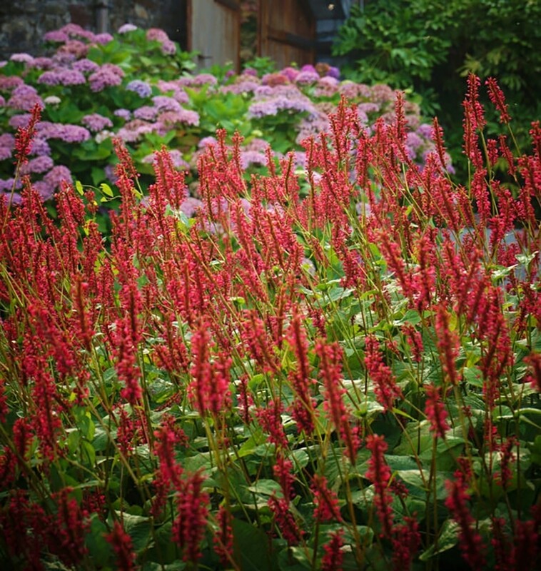 Persicaria a.(Scarlet Firetail) Summer 2025