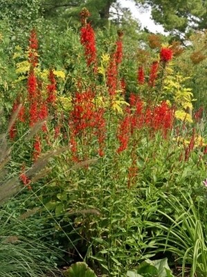 Lobelia c. (Cardinal Flower)