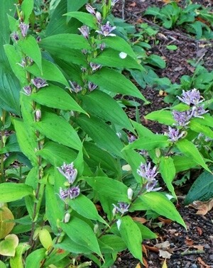 Trycyrtis (Toadlily) Samauri 