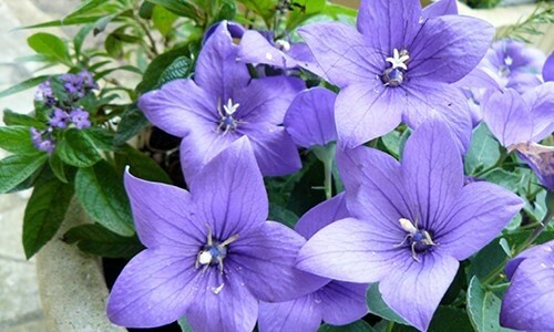 Platycodon &#39;Sentimental Blue 