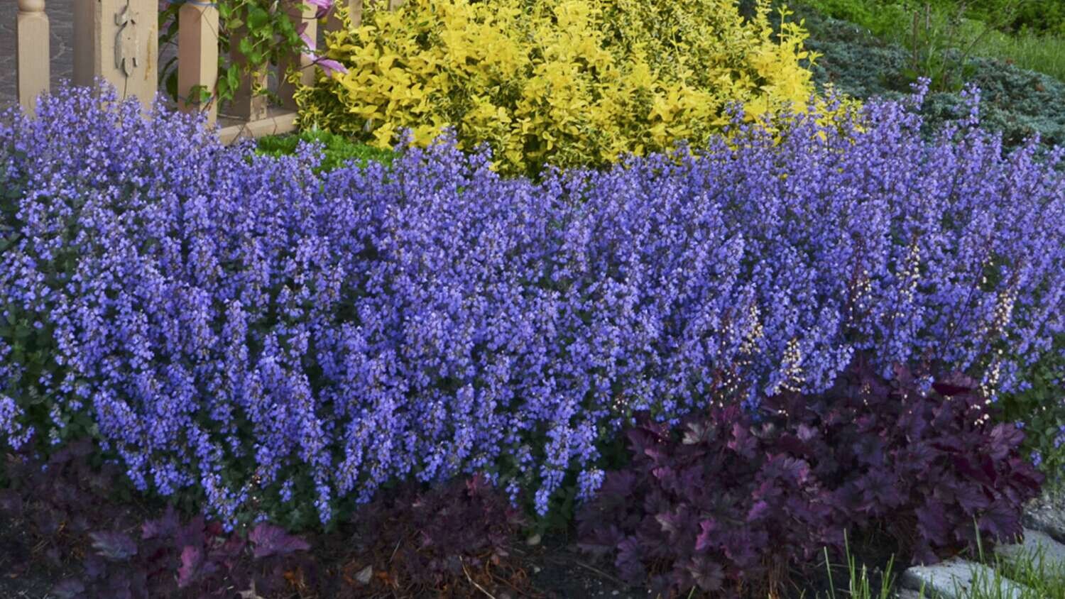 Nepeta &#39;Purrsian Blue&#39; 