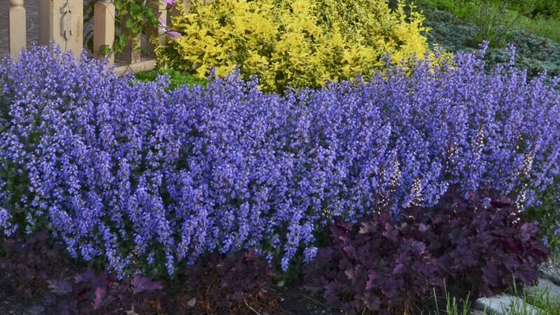 Nepeta &#39;Purrsian Blue&#39; 