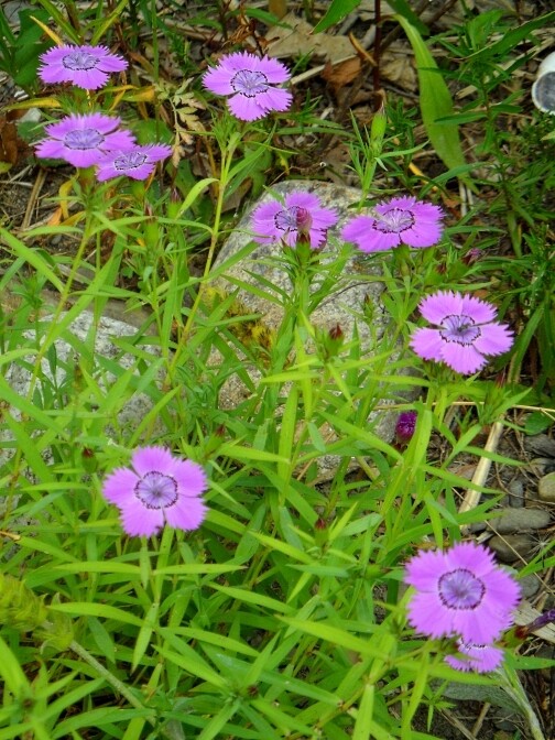 Dianthus &#39;Siberian Blues&#39; 