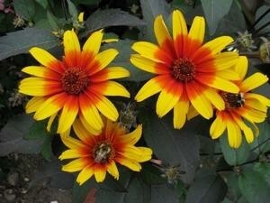 Heliopsis s. &#39;Burning hearts 
