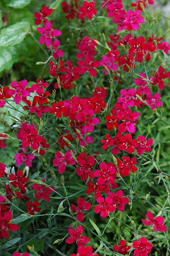 Dianthus d. &#39;Flashing Light&#39;