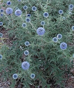 Echinops r (Globe Thistle)COMING
