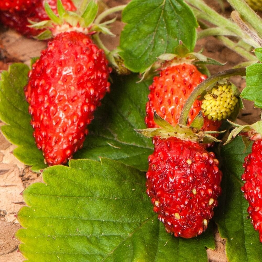 Fragaria (Alpine Strawberry) 