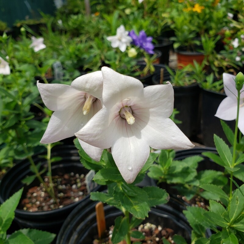 Platycodon ' Pink' Platycodon ' Pink'